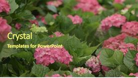  Presentation with hydrangea - PPT layouts having pink hydrangea flower field background and a tawny brown colored foreground