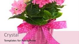  Presentation with hydrangea - Cool new slides with pink hydrangea in basket for the birthday backdrop and a coral colored foreground