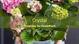  Presentation with hydrangea - Presentation having pink-hydrangea-in-the-pot background and a tawny brown colored foreground