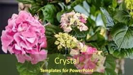  Presentation with hydrangea - Slide deck having pink-hydrangea-in-the-pot background and a tawny brown colored foreground