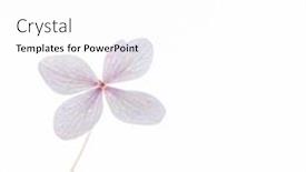  Presentation with white hydrangea - Amazing presentation theme having pink-hydrangea-on-the-white backdrop and a white colored foreground