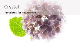  Presentation with white hydrangea - Slide deck having pink-hydrangea-on-the-white background and a light gray colored foreground