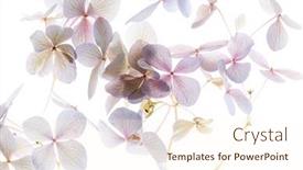  Presentation with white hydrangea - Audience pleasing PPT theme consisting of pink-hydrangea-on-the-white backdrop and a cream colored foreground