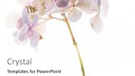  Presentation with white hydrangea - Presentation design featuring pink-hydrangea-on-the-white background and a white colored foreground