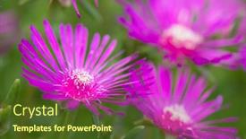  Presentation with pink flowers - Theme having pink-ice-plant-with-flowers background and a tawny brown colored foreground