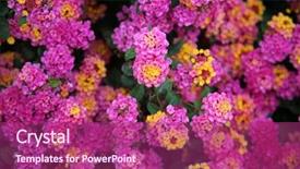  Presentation with purple gold - Beautiful slides featuring pink lantana flowers beautiful pink backdrop and a violet colored foreground