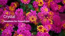  Presentation with pink gold - Theme with pink lantana flowers beautiful pink background and a violet colored foreground