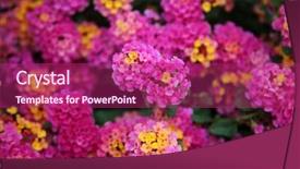  Presentation with purple gold - Colorful PPT layouts enhanced with pink lantana flowers beautiful pink backdrop and a violet colored foreground