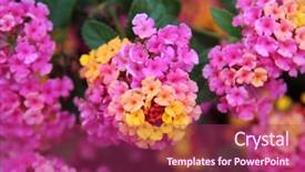  Presentation with purple gold - Slides having pink lantana flowers beautiful pink background and a violet colored foreground