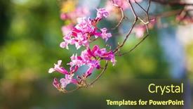  Presentation with pink - PPT theme enhanced with pink-lapacho-in-park-close background and a tawny brown colored foreground