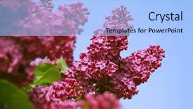  Presentation with lavendar - Cool new presentation theme with pink lavendar - branch of a blossoming lilac backdrop and a light blue colored foreground