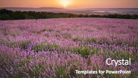  Presentation with lavender - Audience pleasing slide set consisting of pink lavendar - meadow of lavender nature composition backdrop and a tawny brown colored foreground