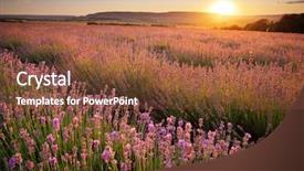  Presentation with nature meadow baby and child - Presentation design consisting of pink lavendar - meadow of lavender nature composition background and a tawny brown colored foreground