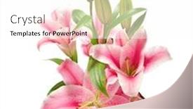  Presentation with pink and white roses country - Slide deck having pink lilies isolated background and a white colored foreground