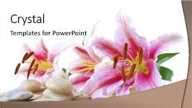  Presentation with lily - Slide set featuring pink lily and therapy stones over bamboo mat background and a white colored foreground