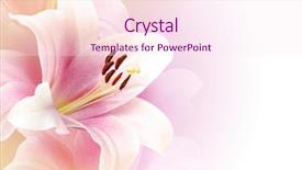  Presentation with lily - PPT theme consisting of pink lily background with copy background and a pink colored foreground