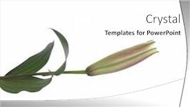  Presentation with bud - Theme featuring pink-lily-flower-bud-isolated background and a white colored foreground