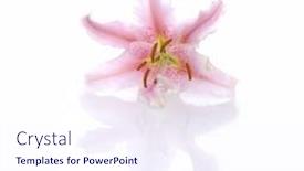  Presentation with lily flower - Beautiful slide set featuring pink-lily-flower-isolated backdrop and a sky blue colored foreground