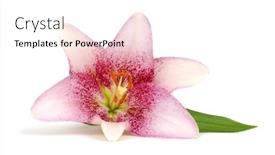  Presentation with lily flower - Slide set with pink lily flower on white background and a pink colored foreground