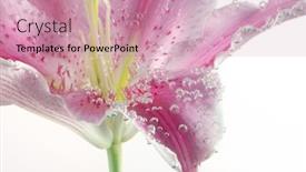 Presentation with abstract water drops - Amazing PPT theme having pink-lily-flower-with-drops backdrop and a coral colored foreground