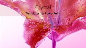  Presentation with abstract water drops - Slide deck enhanced with pink-lily-flower-with-drops background and a coral colored foreground