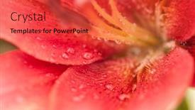  Presentation with lily flower - Slide deck enhanced with pink-lily-flower-with-raindrops background and a red colored foreground