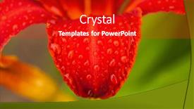  Presentation with lily flower - PPT layouts enhanced with pink-lily-flower-with-raindrops background and a crimson colored foreground