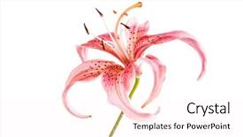  Presentation with lily flower - Cool new presentation theme with pink lily flower backdrop and a pink colored foreground