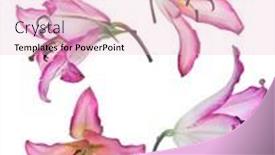  Presentation with lily - PPT theme having pink-lily-flowers-isolated background and a lemonade colored foreground