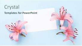  Presentation with pink flowers - Beautiful presentation theme featuring pink-lily-flowers-over-blue backdrop and a sky blue colored foreground
