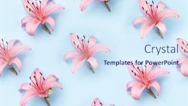  Presentation with pink flowers - Presentation theme having pink-lily-flowers-over-blue background and a sky blue colored foreground