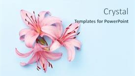  Presentation with lily - PPT theme having pink-lily-flowers-over-blue background and a sky blue colored foreground
