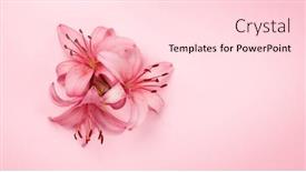  Presentation with pink flowers - Audience pleasing slide set consisting of pink-lily-flowers-over-pink backdrop and a lemonade colored foreground