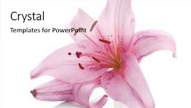  Presentation with lily - Slide deck featuring pink lily isolated on white background and a white colored foreground