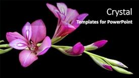  Presentation with pink black - Colorful presentation enhanced with pink lily on a black background backdrop and a black colored foreground