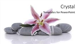  Presentation with pastel pink and gray - PPT theme featuring pink lily on gray stones background and a white colored foreground