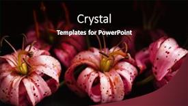  Presentation with pink-black - PPT layouts enhanced with pink-lily-on-the-black background and a black colored foreground