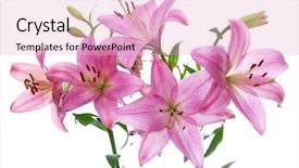 Presentation with lily - PPT theme enhanced with pink lily background and a lemonade colored foreground