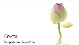  Presentation with bud - Audience pleasing slide set consisting of pink lotus bud with reflection backdrop and a white colored foreground