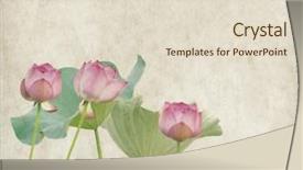  Presentation with lily flower - Presentation consisting of pink lotus flower - water lily on grunge textured background and a lemonade colored foreground