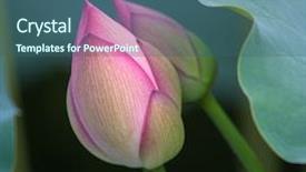  Presentation with pink lotus flower - Presentation theme consisting of pink lotus flower in blooming background and a ocean colored foreground