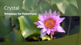  Presentation with pink lotus flower - PPT theme featuring pink-lotus-flower-in-full background and a ocean colored foreground