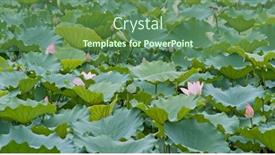  Presentation with pink lotus flower - 