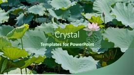 Presentation with pink lotus flower - 