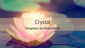  Presentation with pink lotus flower - PPT theme consisting of pink lotus flower with light background and a lemonade colored foreground