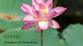  Presentation with pink lotus flower - Cool new PPT layouts with pink lotus flower backdrop and a ocean colored foreground