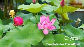  Presentation with pink lotus flower - Amazing presentation design having pink lotus flower backdrop and a tawny brown colored foreground