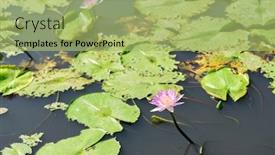  Presentation with pink lotus flower - Audience pleasing PPT theme consisting of pink-lotus-flower backdrop and a mint green colored foreground