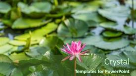  Presentation with pink lotus flower - Presentation theme featuring pink-lotus-flower background and a tawny brown colored foreground