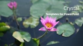  Presentation with floral lotus - PPT theme enhanced with pink-lotus-flowers-water-lilies background and a gray colored foreground